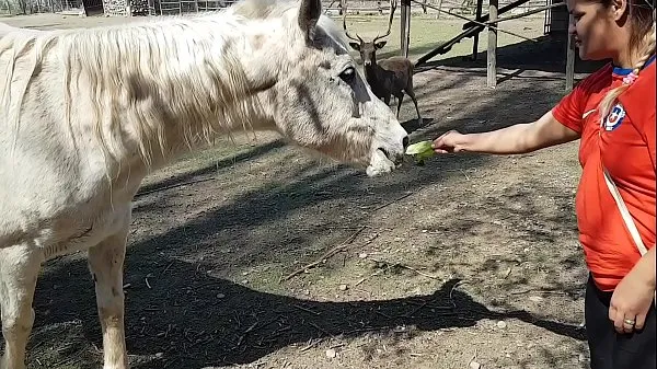Freschi Ero eccitato di vedere le dimensioni del pene di un cavallo !!! Volevo che il mio ragazzo si concentrasse così !!! Paty Butt, El Toro De Oroclip caldi